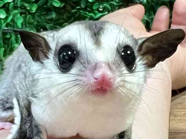 tNK