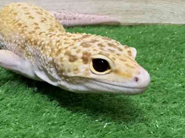 qEgJQhL
