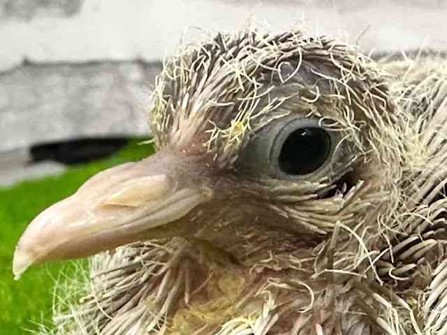 ̑iތnȋjj