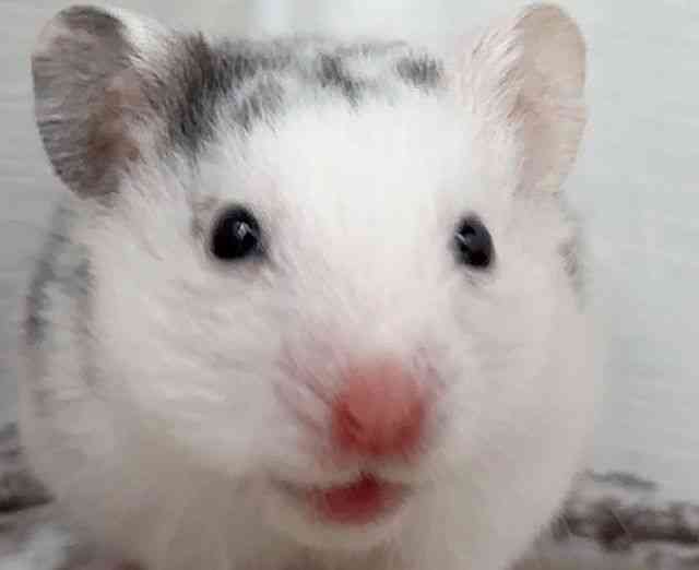 J[