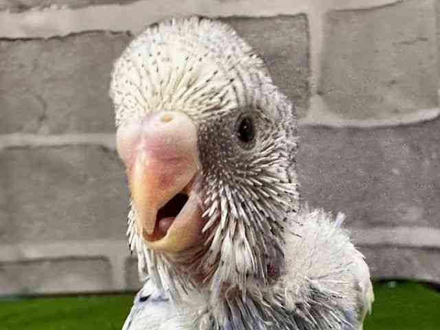 ZLZCCR