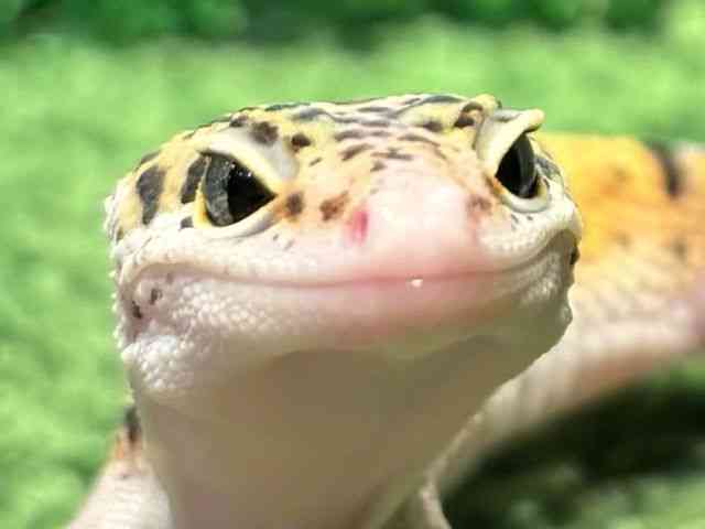 qEgJQhL