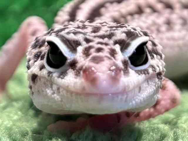 qEgJQhL