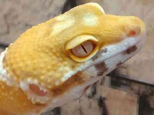qEgJQhL