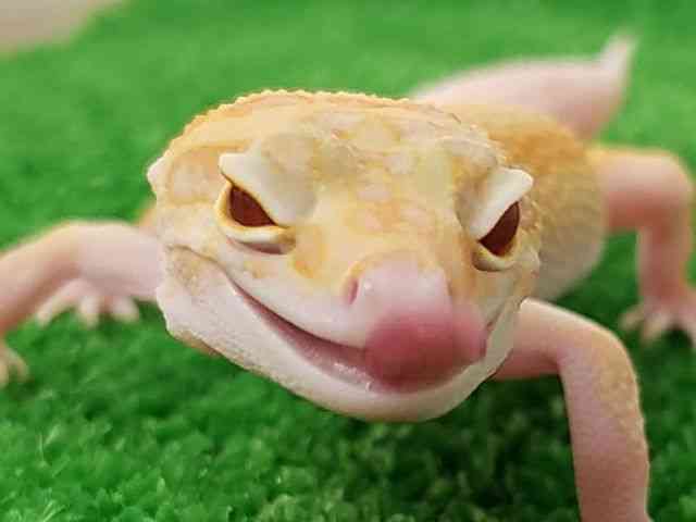 qEgJQhL
