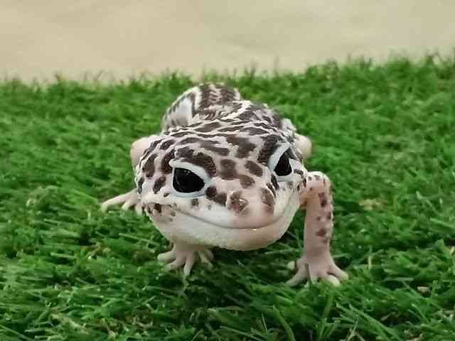 qEgJQhL
