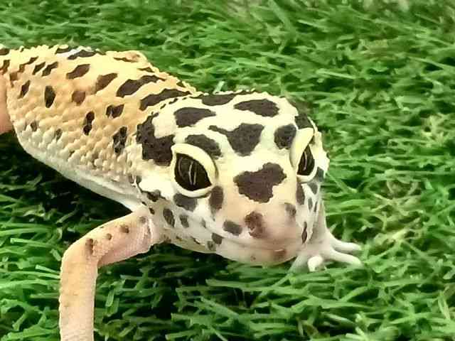 qEgJQhL