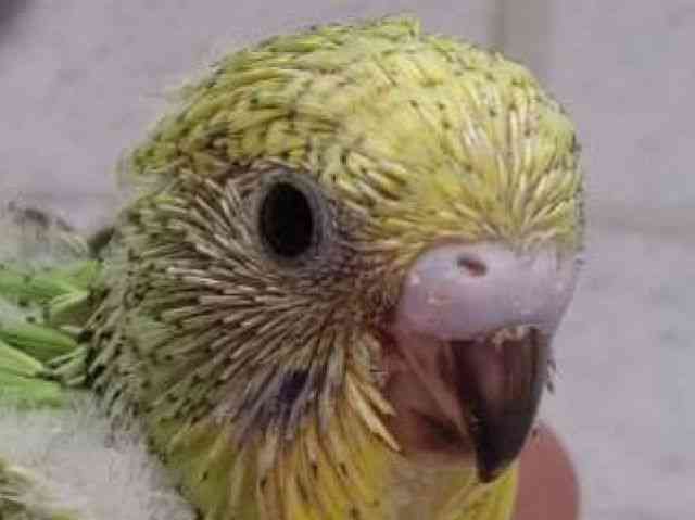 ZLZCCR