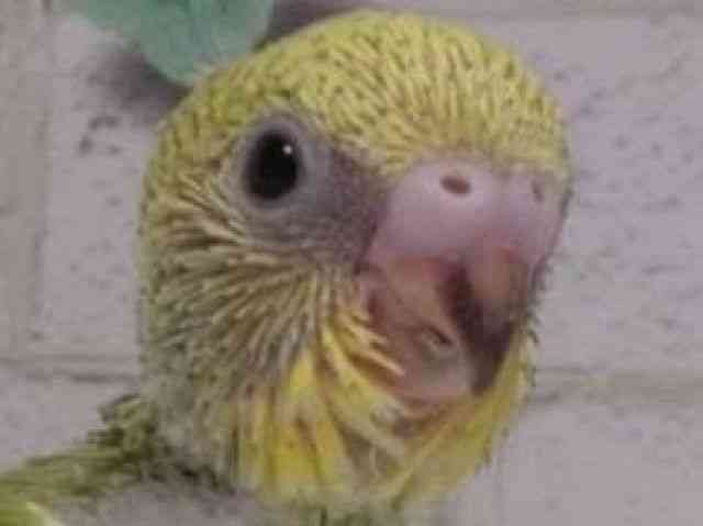 ZLZCCR