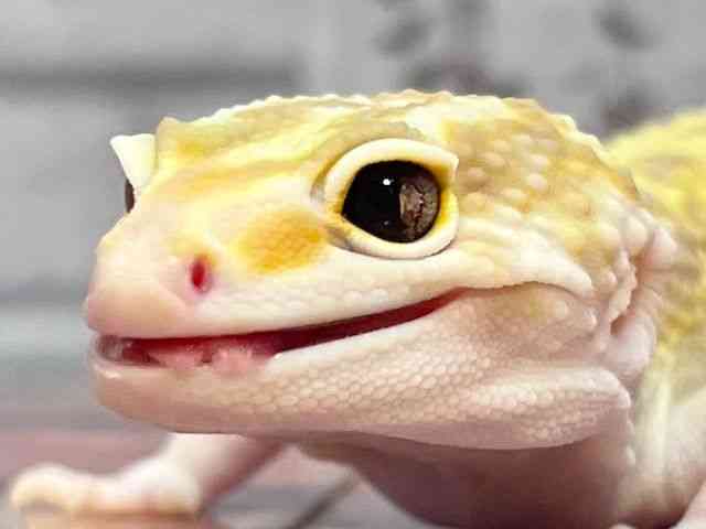qEgJQhL