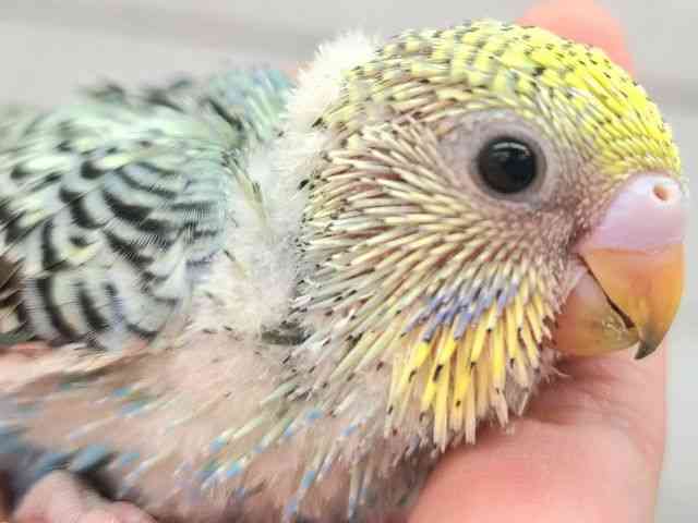 ZLZCCR