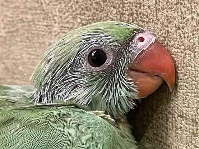 ̑iCREIEnj