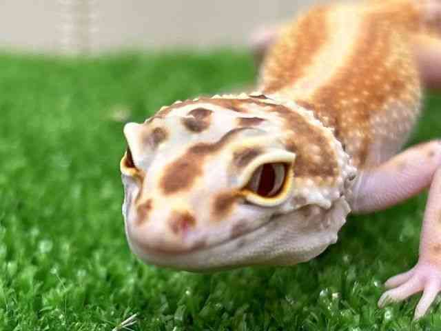 qEgJQhL