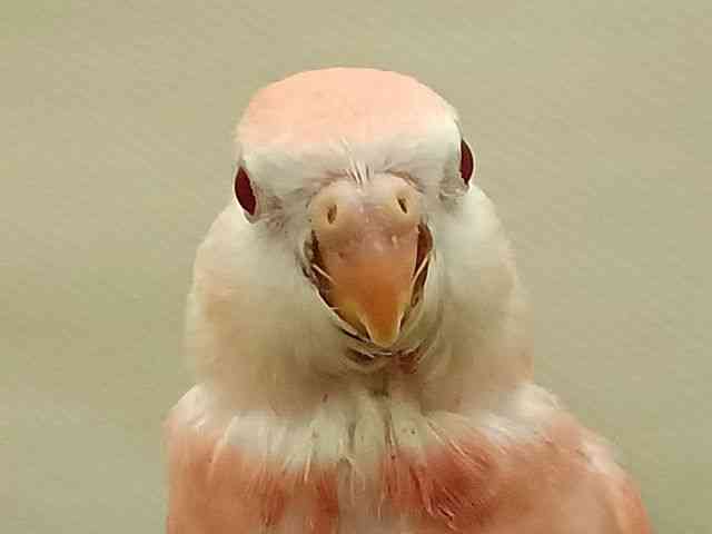 ALNTCR