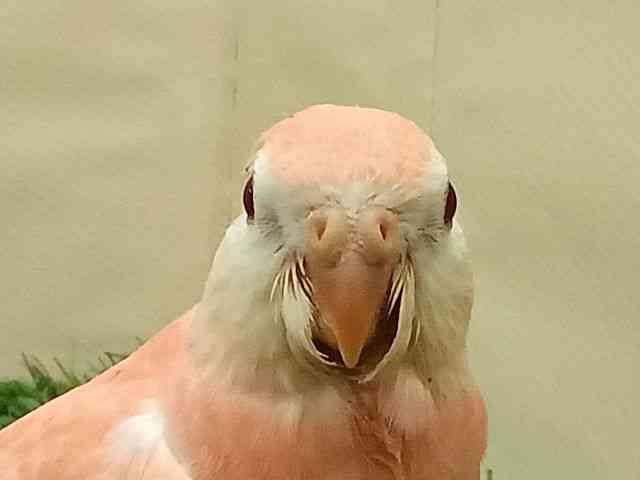 ALNTCR