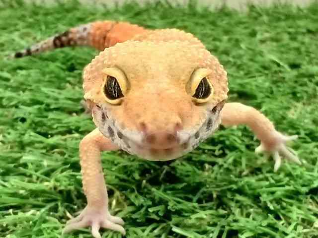qEgJQhL