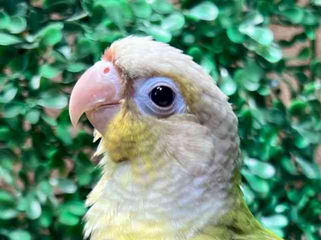 ̑iCREIEnj