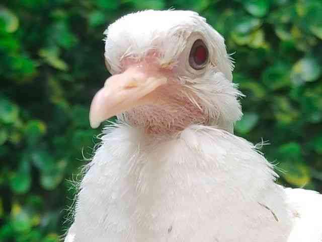 ̑iތnȋjj