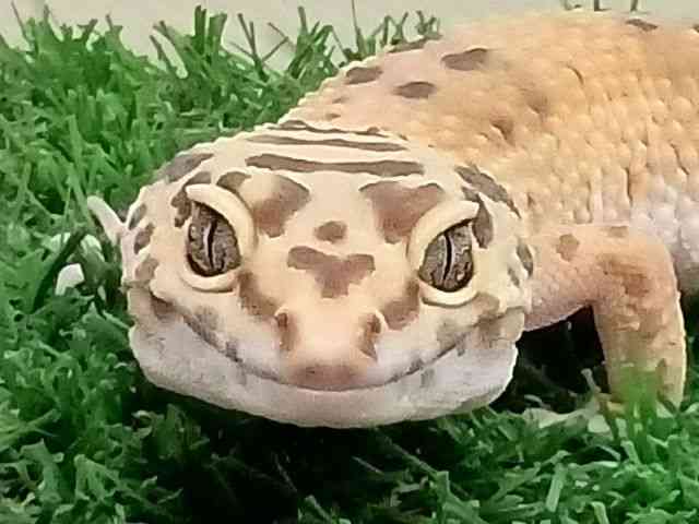 qEgJQhL