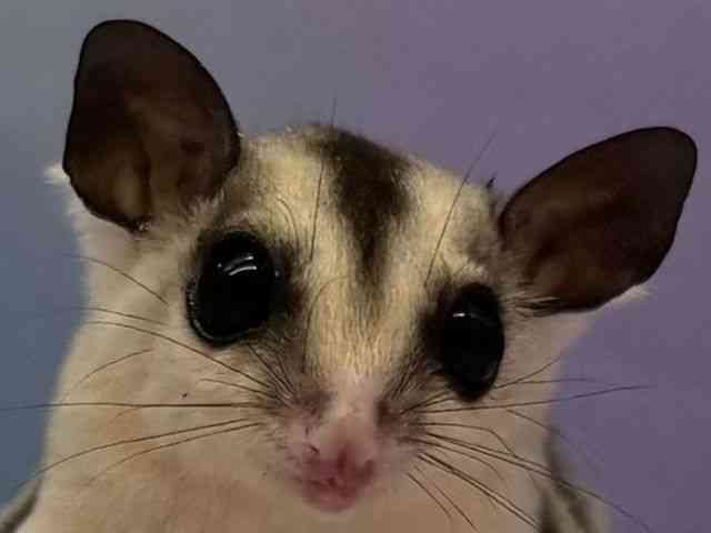 tNK