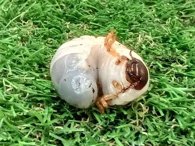 OY