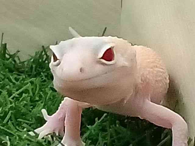 qEgJQhL