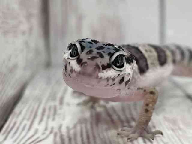 qEgJQhL