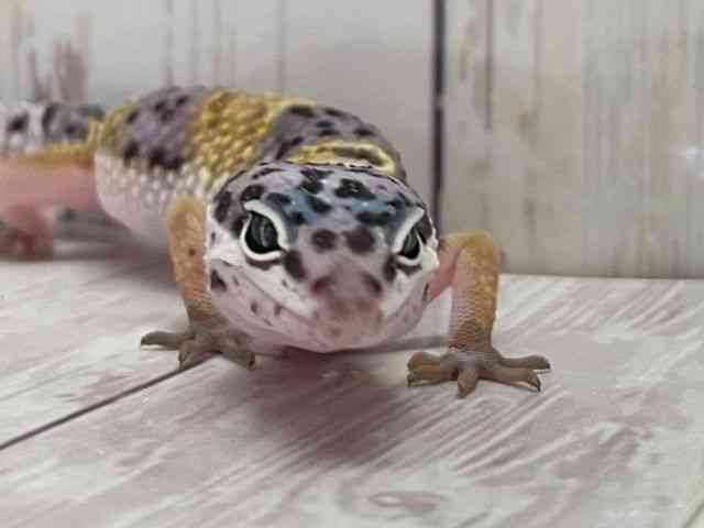 qEgJQhL