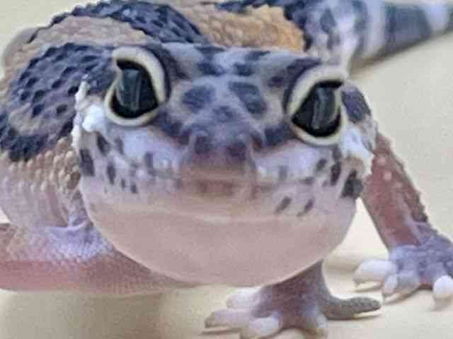 qEgJQhL