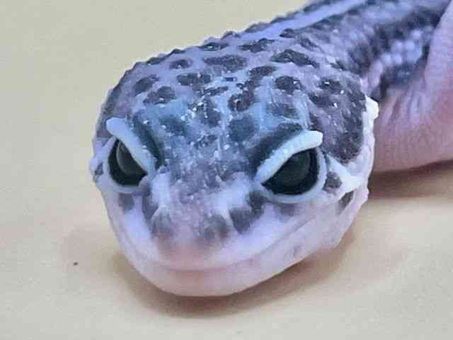 qEgJQhL