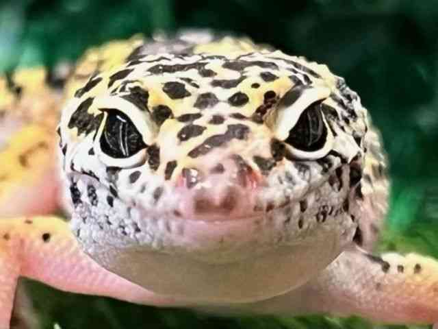 qEgJQhL