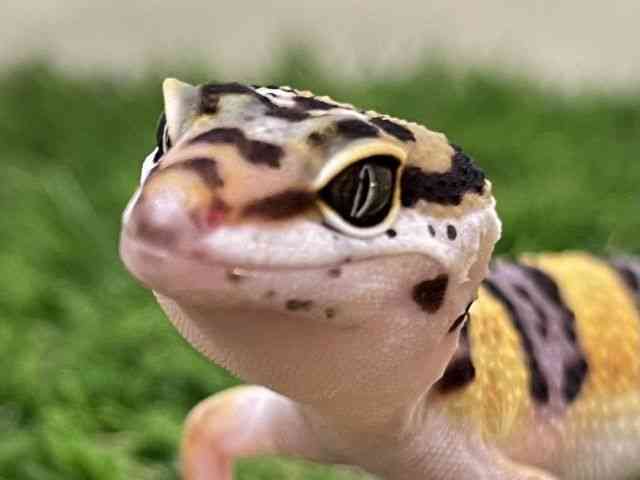 qEgJQhL