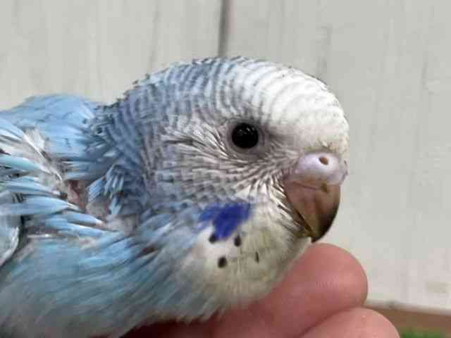 ZLZCCR