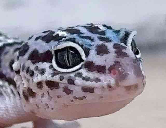 qEgJQhL