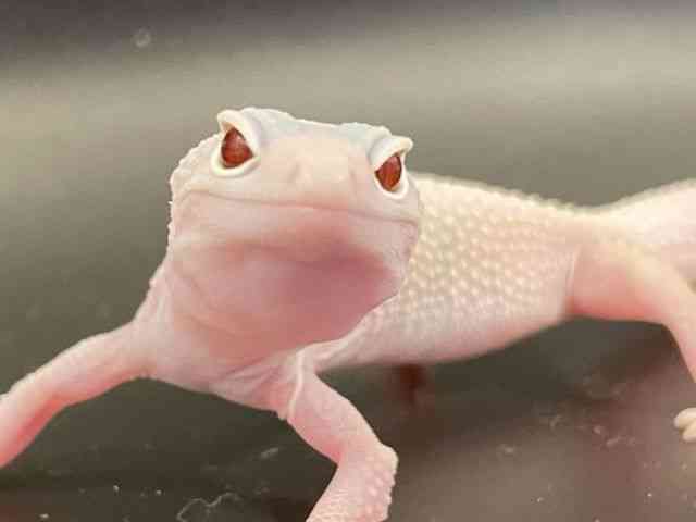 qEgJQhL