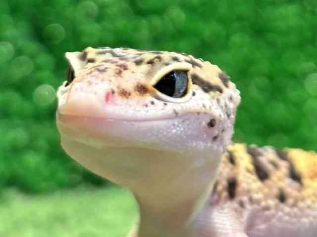 qEgJQhL
