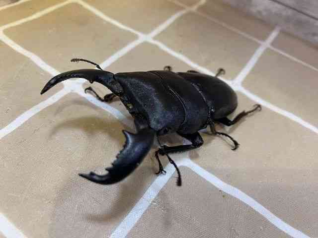 OY