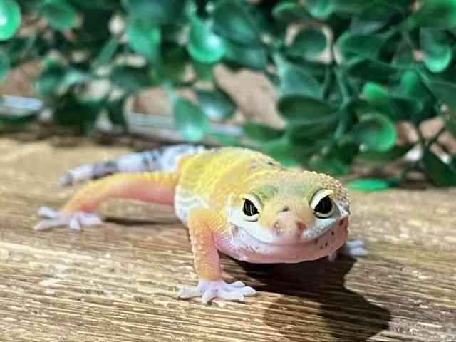 qEgJQhL