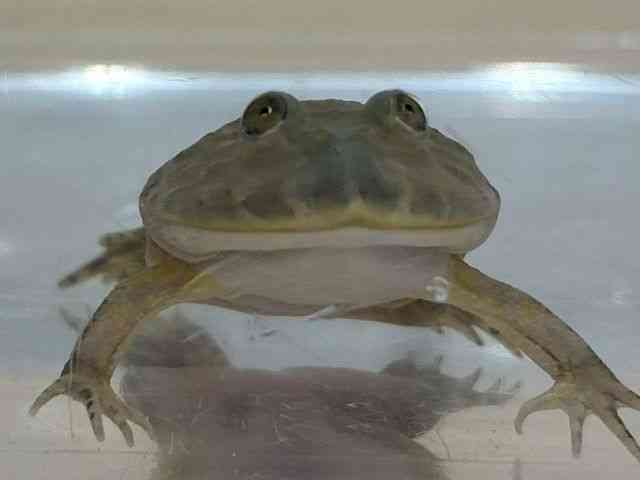 oWFbgKG