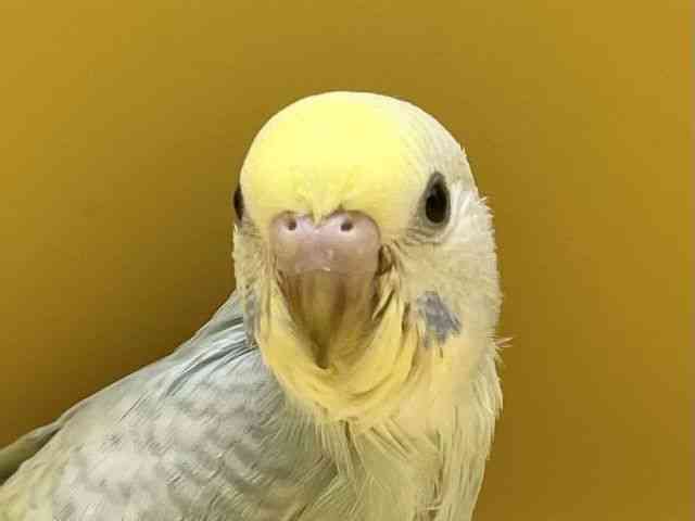 ZLZCCR
