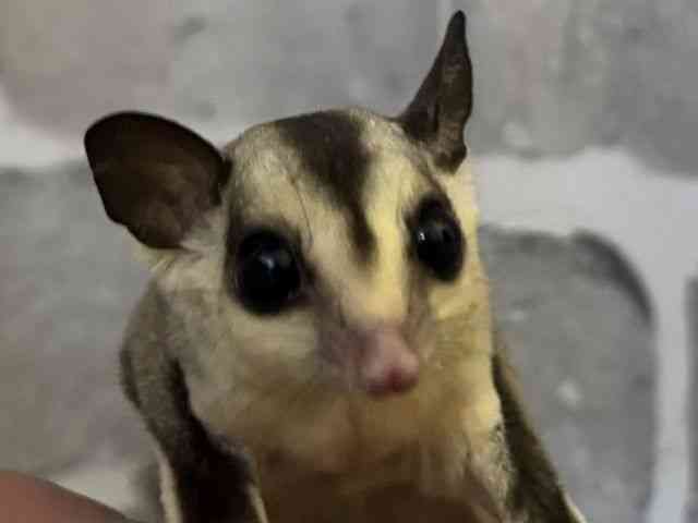 tNK
