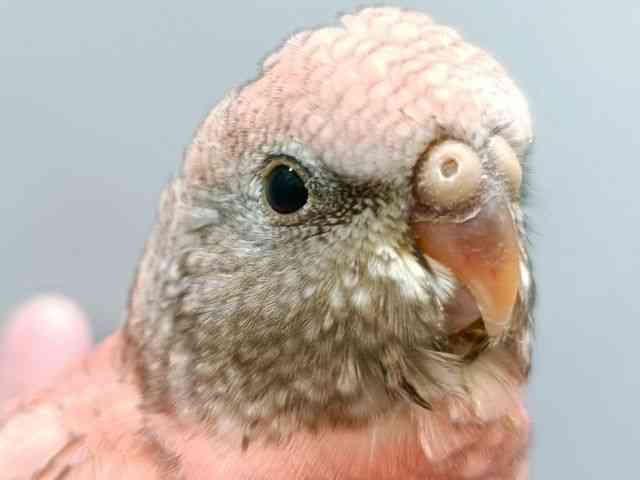 ALNTCR