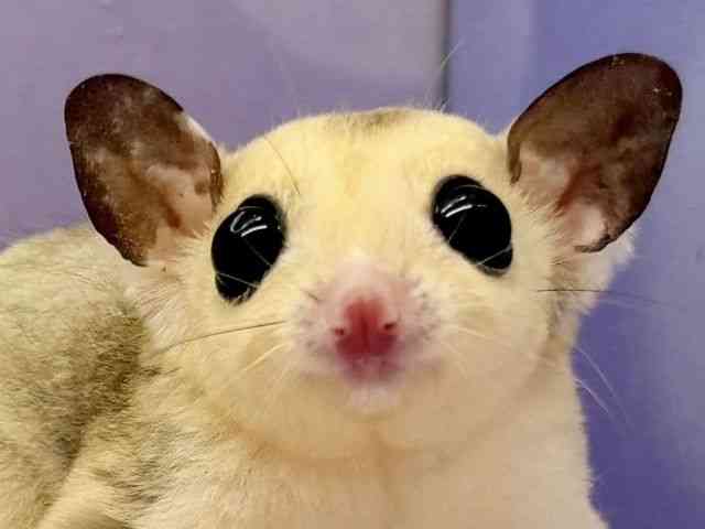 tNK