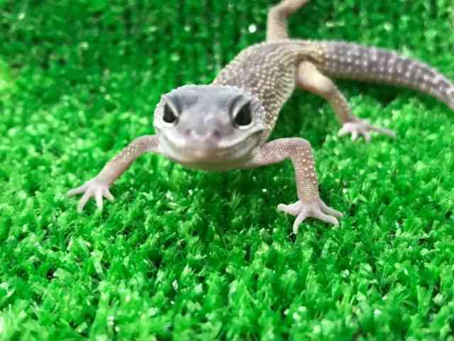 qEgJQhL