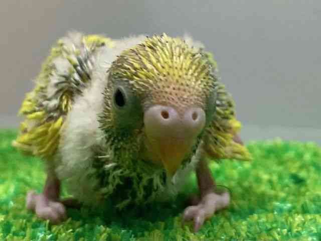 ZLZCCR