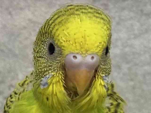 ZLZCCR
