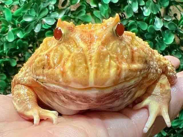 NEFcmKG