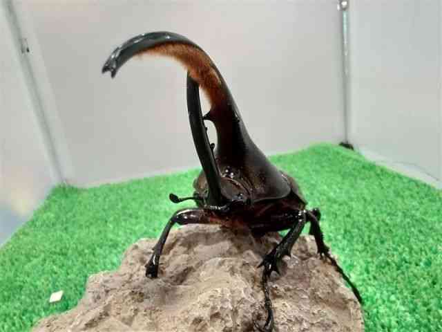 OY