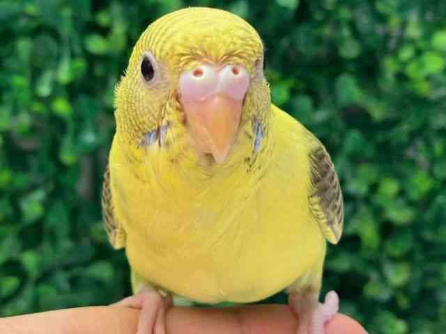 ZLZCCR