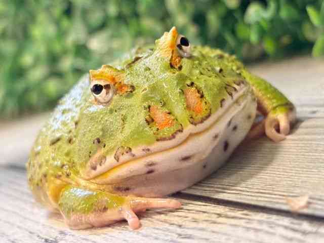 cmKGȋj